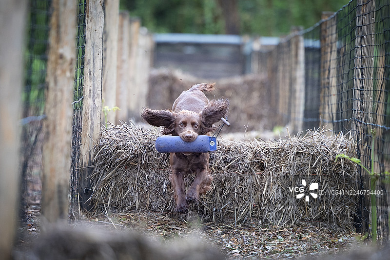 一只棕色顽皮的狗嘴里叼着蓝色玩具，在户外训练场跳过干草垛，耳朵飞扬。图片素材