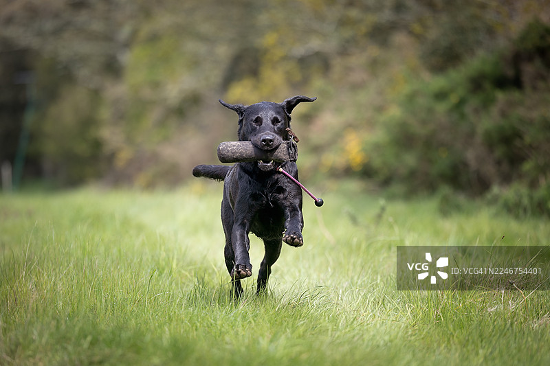 一只黑色的拉布拉多寻回犬在户外绿色的田野里叼着训练假人奔跑图片素材