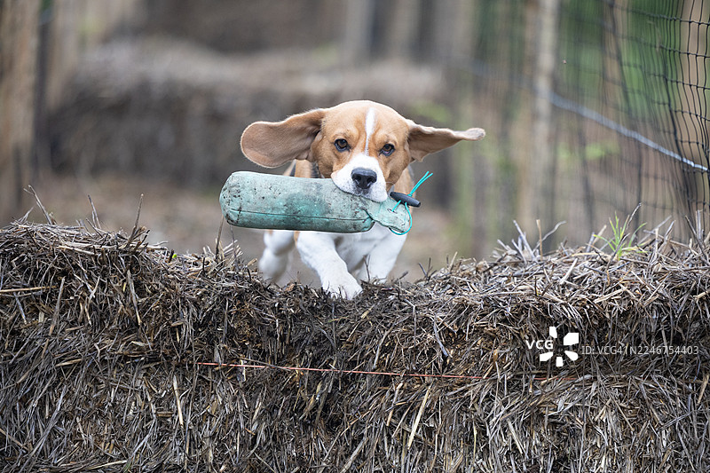 一只精力充沛的米格鲁犬在田野的干草堆上叼着训练假人图片素材