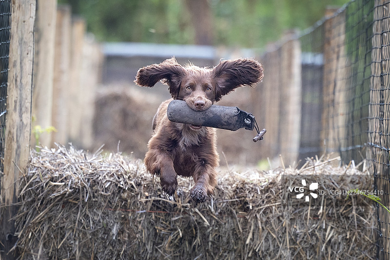 精力充沛的棕色史宾格犬幼犬嘴里叼着训练假人，跳过干草垛图片素材