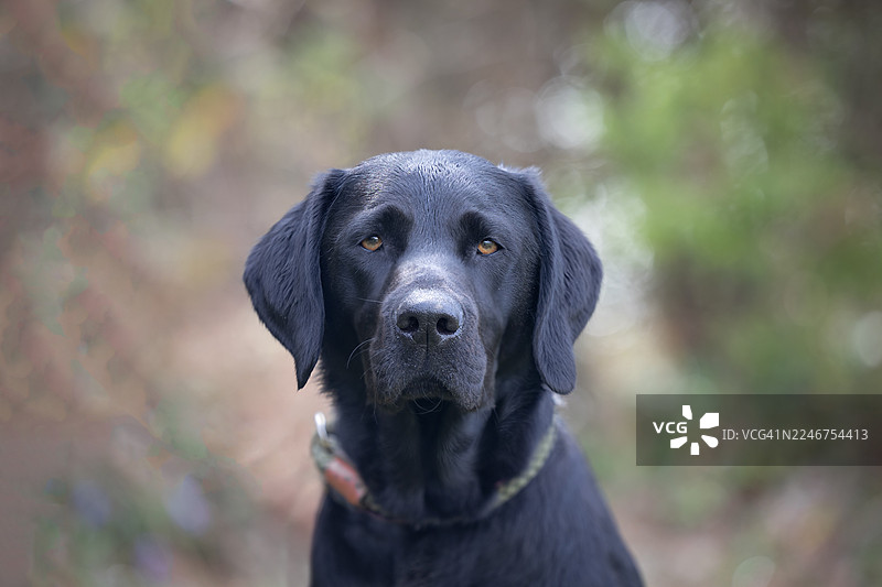 特写镜头，一只黑色的拉布拉多猎犬在户外直视镜头图片素材