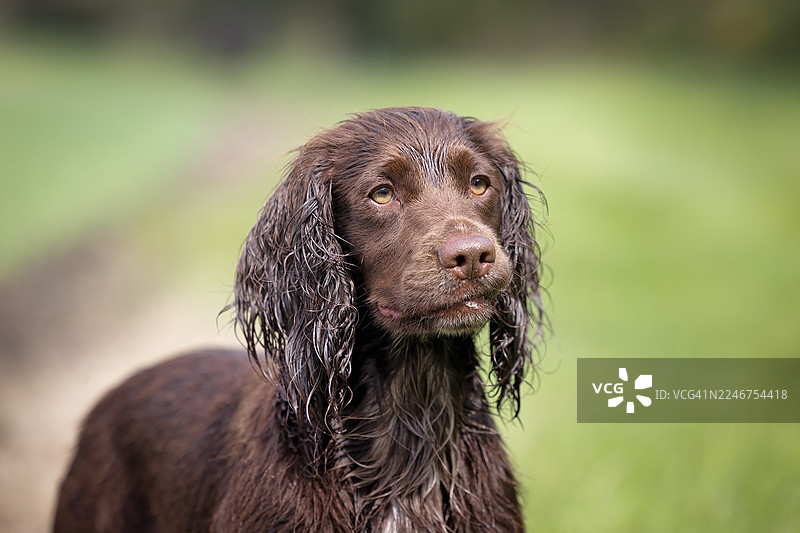 特写一只湿漉漉的棕色猎犬，它在草地户外环境中望向别处。图片素材