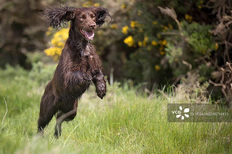 一只精力充沛的棕色狗在杂草丛生的绿草中跳跃，背景是模糊的黄花。图片素材
