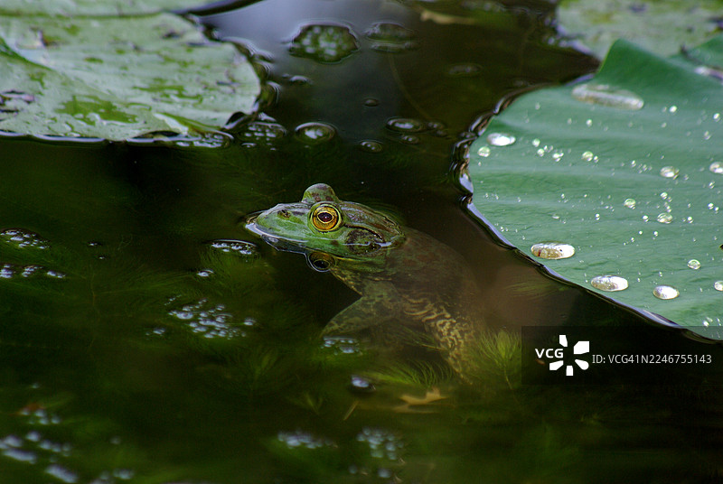俯视视角，一只青蛙在湖面上漂浮的睡莲叶子上图片素材