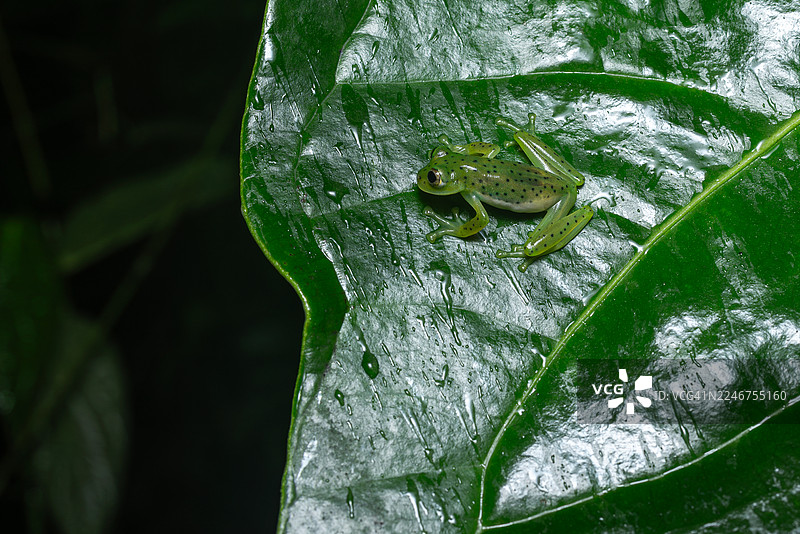 一只皮肤透明的绿蛙在湿润、鲜绿的叶子上的特写，展示了它精致的特征和自然栖息地图片素材