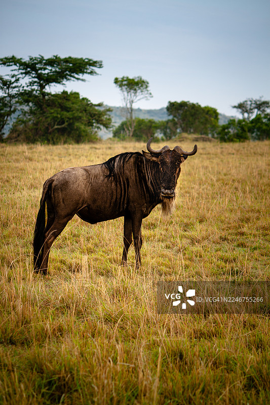 一头牛羚站立在广阔的草地上，背景是树木和天空。图片素材