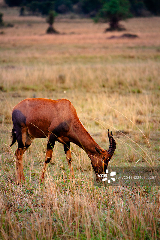 非洲草原上，一只 topi 羚羊正在草地上吃草的侧视图图片素材