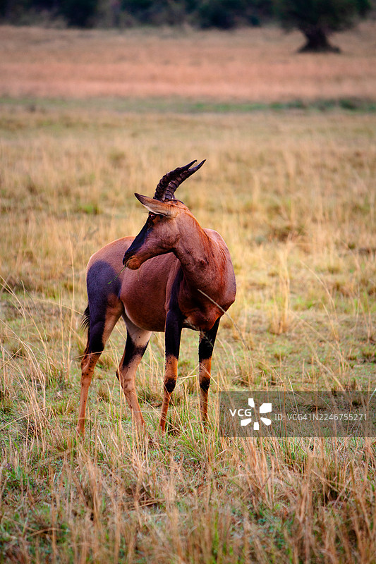 非洲荒野中，一只 topi 羚羊站在干枯的草地上图片素材