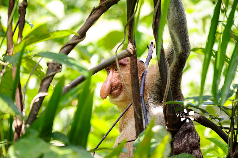 长鼻猴在其自然栖息地的树上特写图片素材