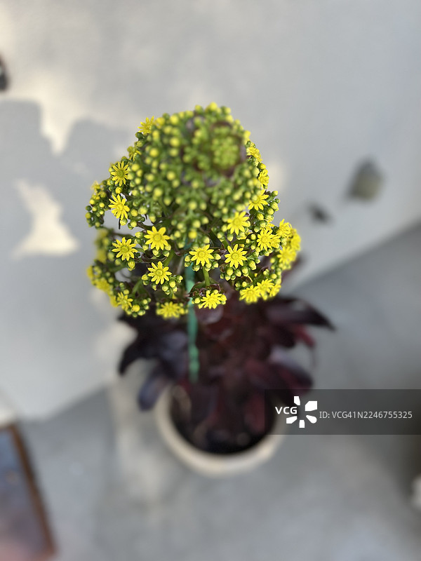 俯视视角，展示了一盆充满活力的黄色开花植物，其娇嫩的花朵和深色的叶子清晰可见图片素材