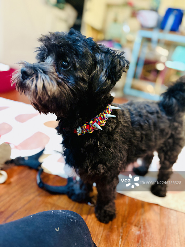 一只可爱的黑色狗狗戴着带刺的项圈，站在木地板上，看向一侧图片素材