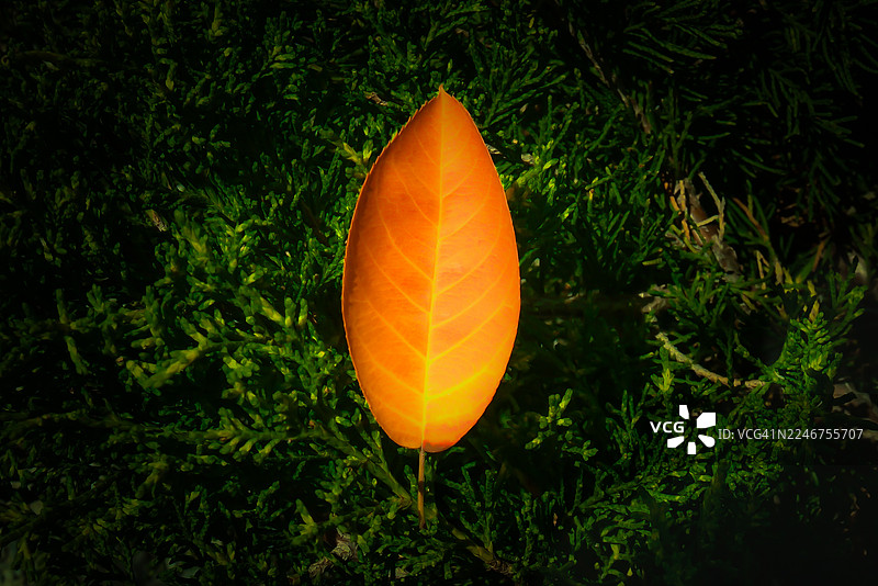 特写镜头下，鲜艳的橙色叶子与深绿色叶子形成鲜明对比图片素材