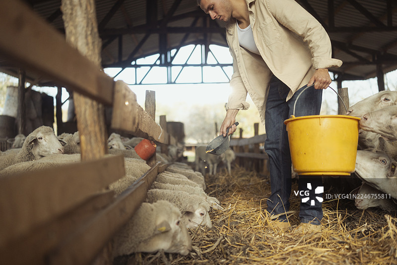 年轻的农民在乡村谷仓用黄色水桶喂羊图片素材