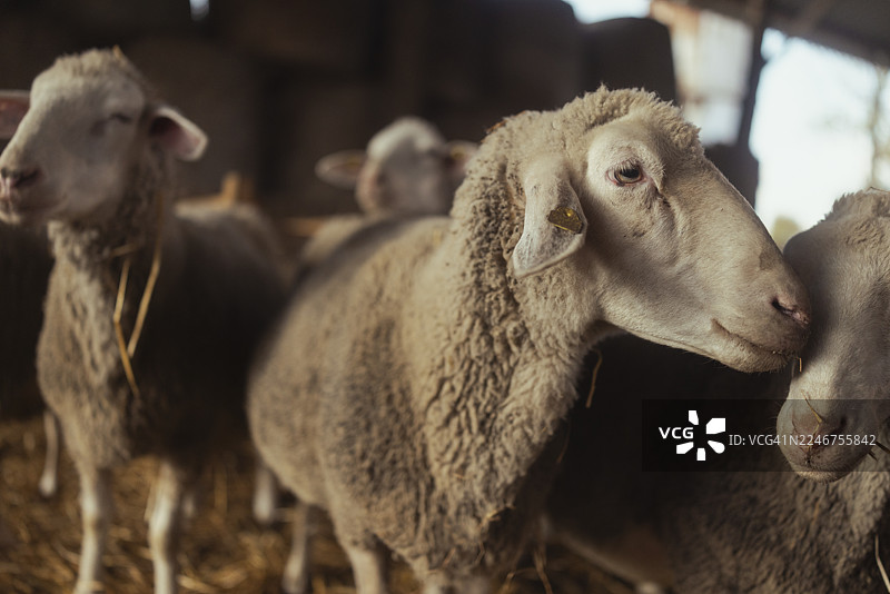 羊在自然光照的乡村室内农场谷仓里吃草图片素材