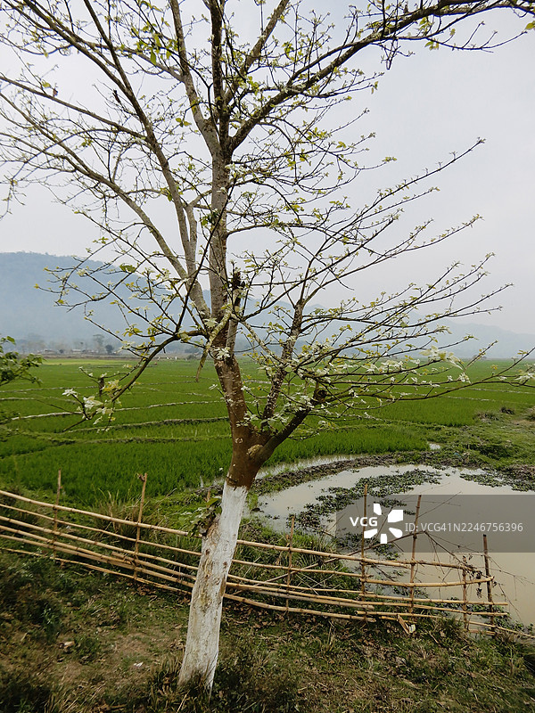 印度卡尔比安隆风景：树木和竹篱笆下的青翠田野，阴天图片素材