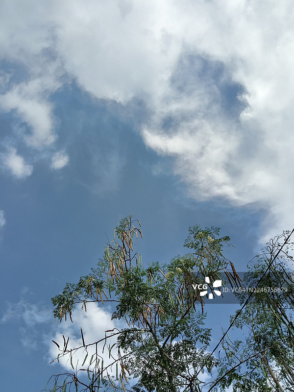 仰视拍摄的辣木树，背景是蓝天白云图片素材