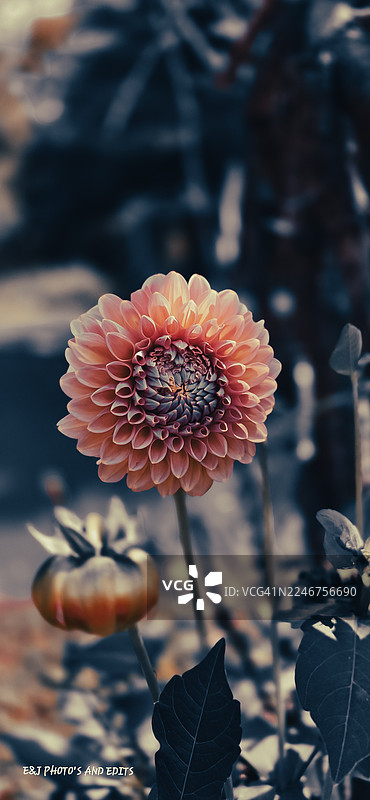 盛开的鲜艳粉色大丽花特写，背景柔和朦胧图片素材