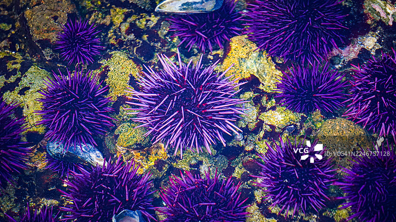 清澈海水和岩石中的生动紫色海胆和贻贝，从上方俯视。图片素材