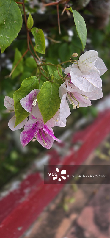 鲜艳的粉白色九重葛花朵，配有绿叶，户外特写图片素材