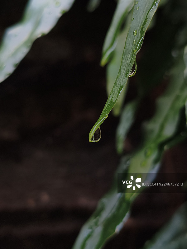 一片鲜嫩绿叶上悬挂着一颗水滴的特写，展现了大自然精巧之美图片素材