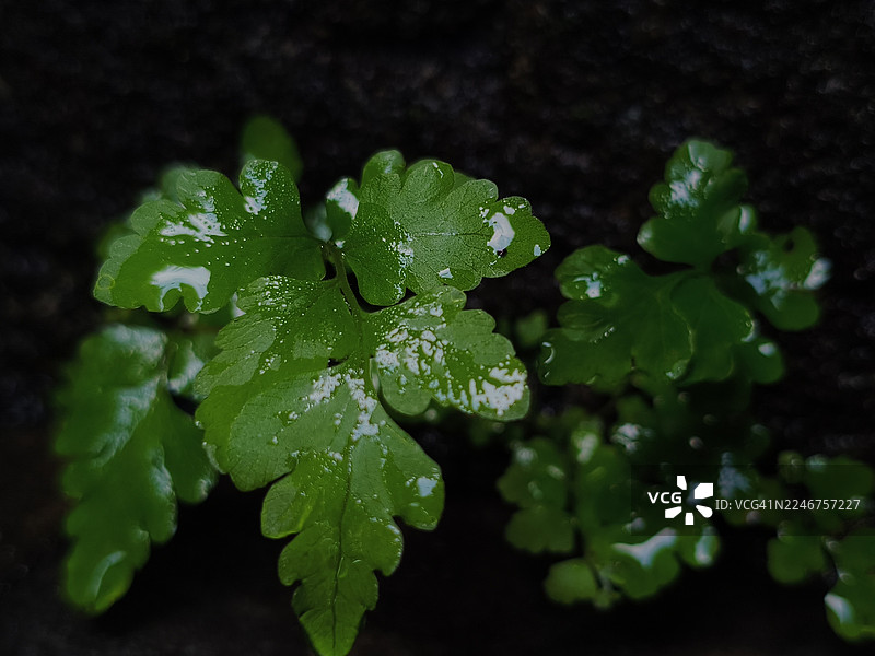 特写镜头下生机勃勃的绿色蕨类植物叶片，上面挂着水珠，展现出清新和自然之美图片素材