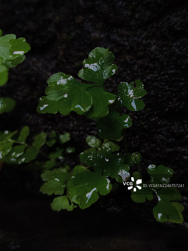 俯视视角下，深色背景上带水珠的湿润植物叶片图片素材