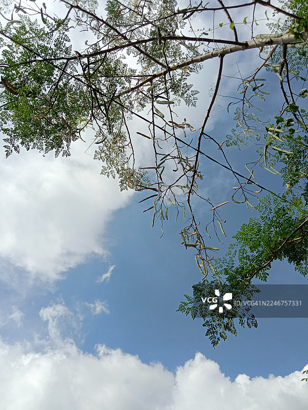 仰视一棵树，背景为明亮的蓝天白云，展示着娇嫩的叶子和豆荚。图片素材