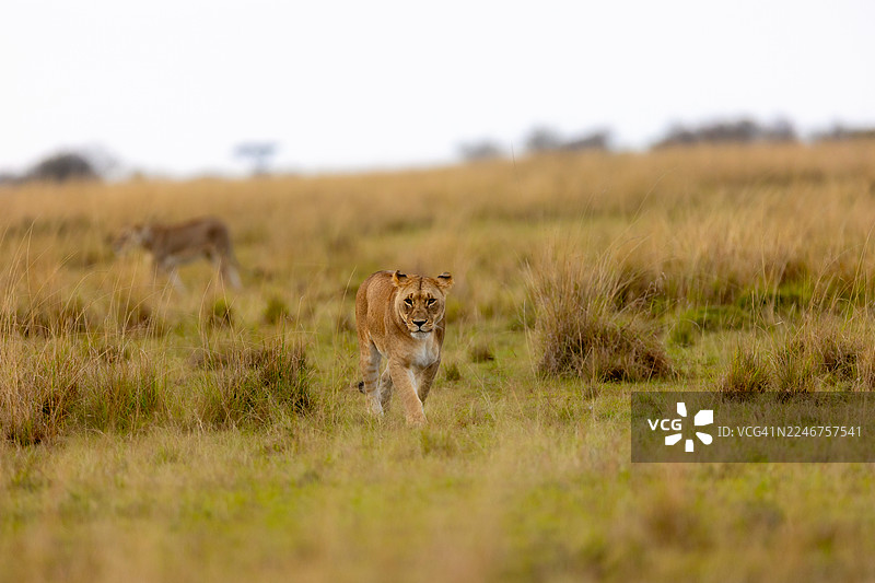 一只母狮在广阔的草地上行走，另一只母狮在背景中，展示了野生动物在其自然栖息地的美丽图片素材