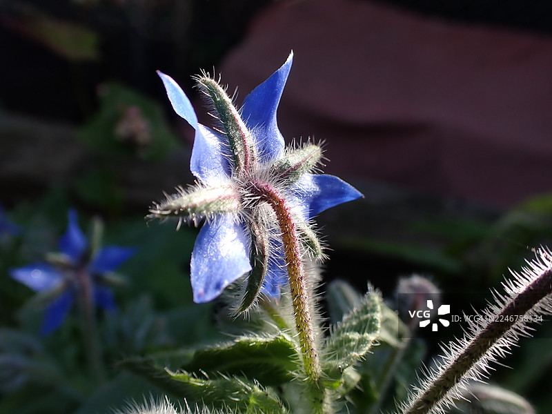 特写镜头：自然光下，一株毛茸茸茎秆的鲜艳紫色开花植物图片素材