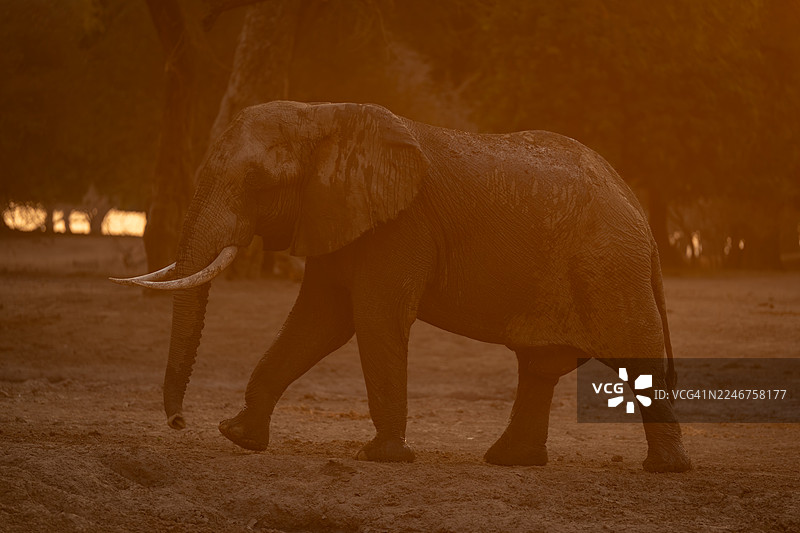 非洲象在日落时分，尘土飞扬的景观中行走图片素材