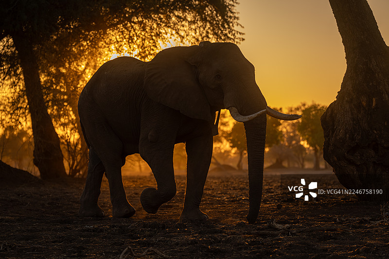 非洲荒野中，雄伟的象形剪影映衬着金色落日图片素材