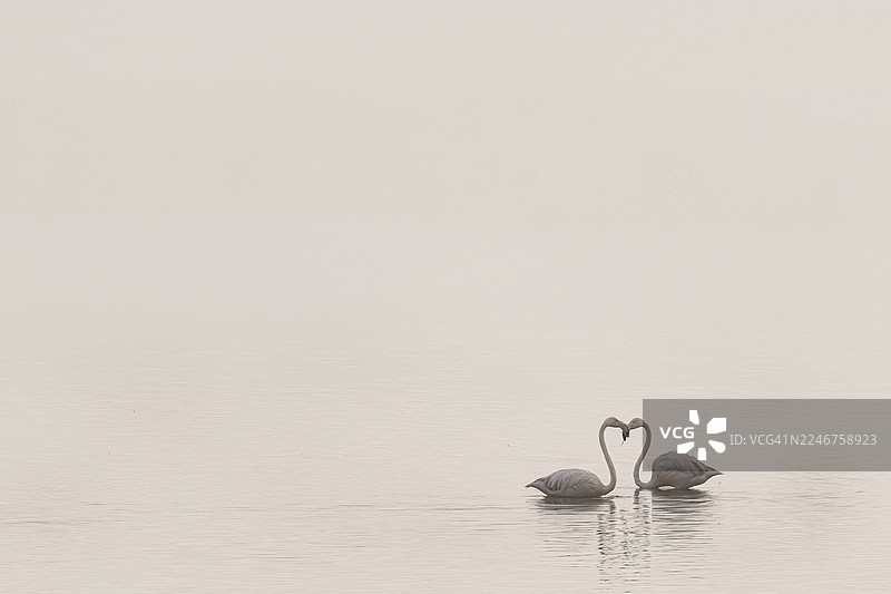 两只天鹅在平静的湖面上组成心形图片素材