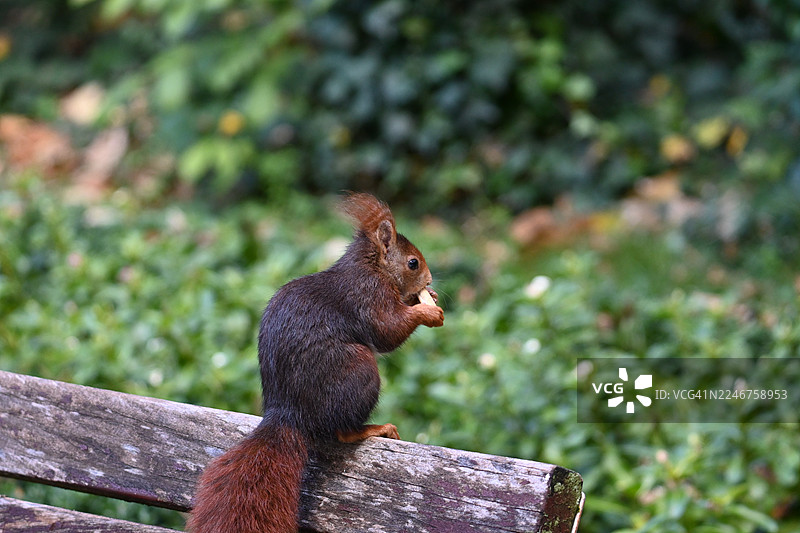 公园里，一只红松鼠坐在木凳上吃坚果的特写图片素材