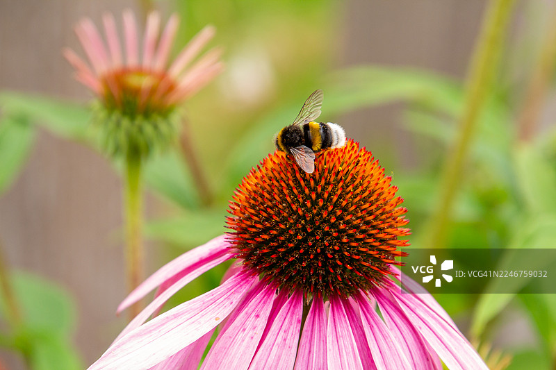蜜蜂在花园里为鲜艳的紫色松果菊授粉的特写图片素材
