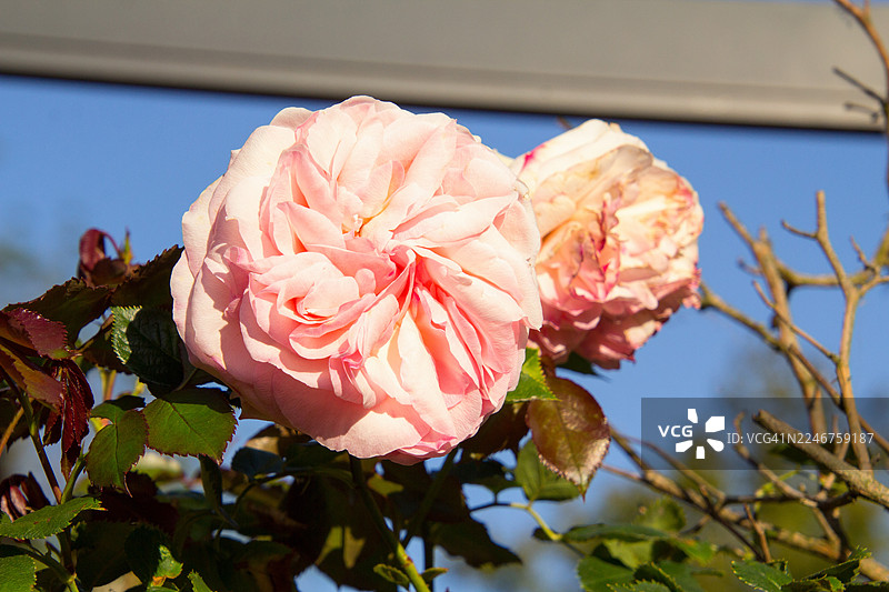 阳光下的粉色玫瑰盛放，背景是湛蓝的天空图片素材