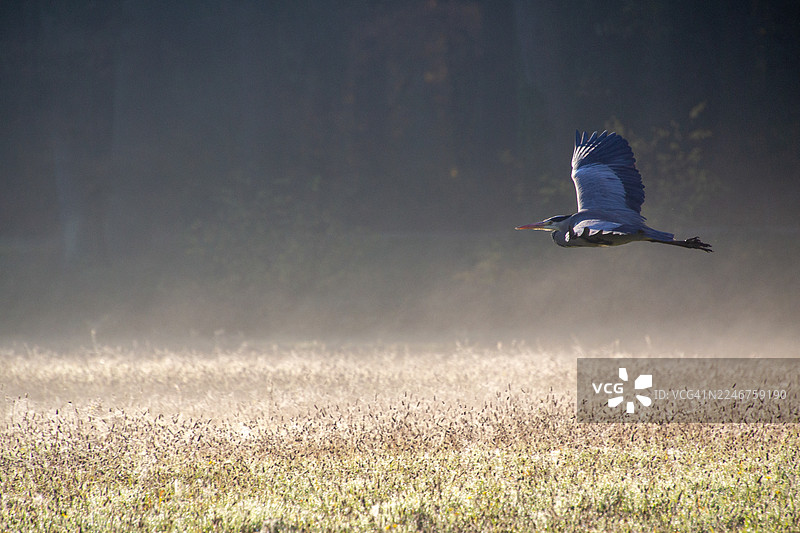 清晨，一只大蓝鹭在雾气氤氲、阳光洒落的湿地田野上空飞翔图片素材