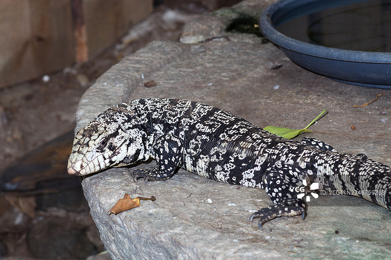 俯视角度拍摄的黑白阿根廷泰加蜥蜴，它正趴在石头上休息，旁边有一个水碗。图片素材