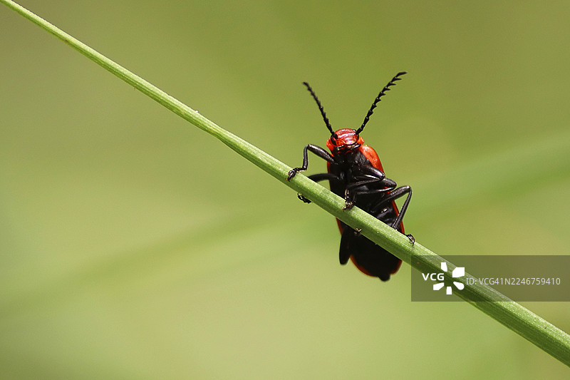 特写：一只红头或猩红百合甲虫在绿色植物茎上爬行，背景为柔和的绿色图片素材