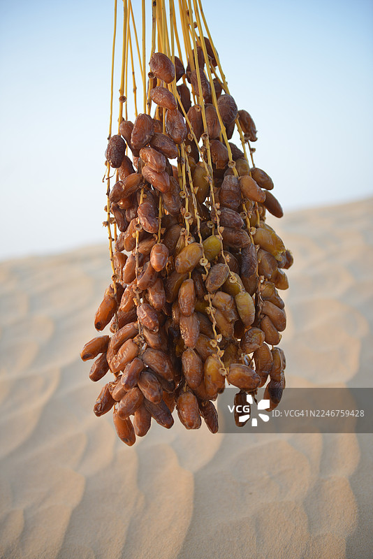 一串新鲜的椰枣特写，背景是沙漠沙丘图片素材
