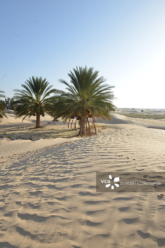 晴朗天空下的沙漠风光，有棕榈树和沙丘图片素材