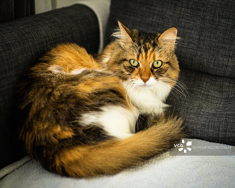 特写镜头，一只毛茸茸的家猫在沙发上放松，正看向镜头图片素材