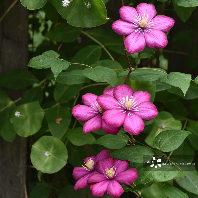 繁茂花园中盛开的鲜艳粉色铁线莲图片素材