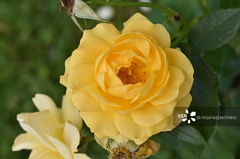 盛开的鲜黄色玫瑰特写，背景为绿色叶子图片素材