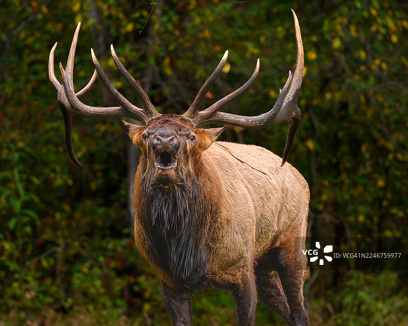 雄伟的麋鹿在繁茂的森林中鸣叫图片素材