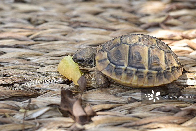 特写：一只小乌龟在编织垫上，在自然光下吃水果图片素材