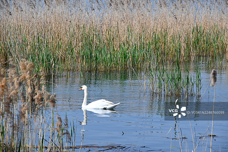一只优雅的白天鹅在宁静的水面上滑行，周围环绕着高高的芦苇，天空晴朗图片素材