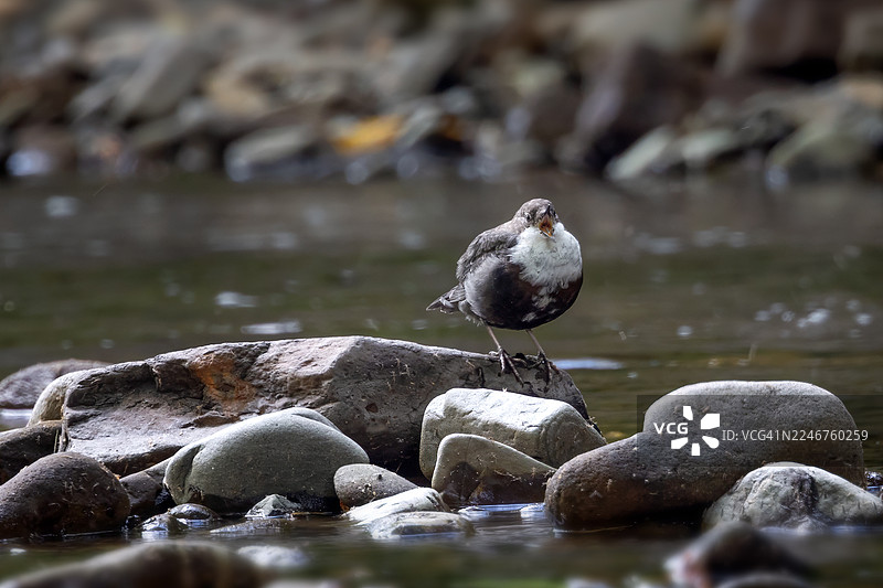 一只白喉河鸟站在河中的岩石上，张着嘴，特写镜头图片素材
