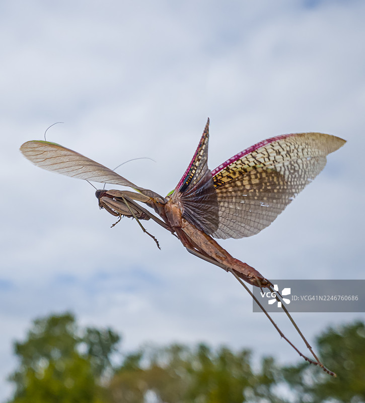 一只长着彩色翅膀的螳螂在多云的天空中飞行的特写图片素材