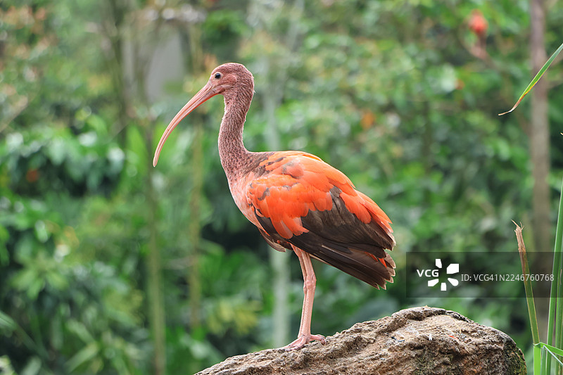 一派生机勃勃的橙色朱鹭特写，它栖息在一棵树干上，周围是郁郁葱葱的绿色环境。图片素材