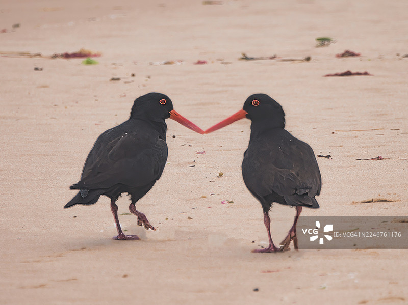 两只黑蛎鹬鸟，喙部呈亮橙色，站立在沙滩上，彼此相对，似乎在交流互动。图片素材